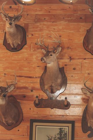 1047 Nelson Harrison, Evensville, TN 37332