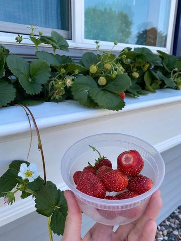 1297 Pinewood Drive, Woodbury, MN 55125