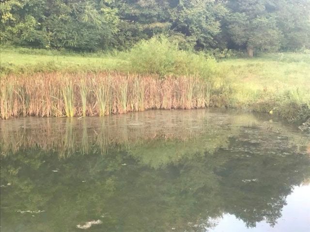 615 Rogues Fork Rd, Bethpage, TN 37022