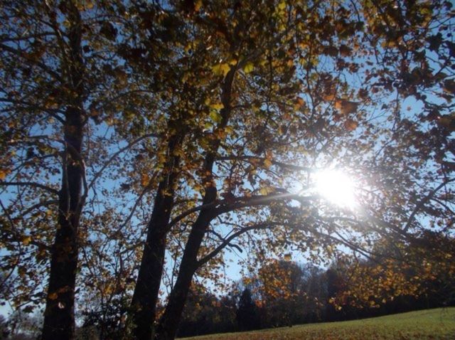 615 Rogues Fork Rd, Bethpage, TN 37022