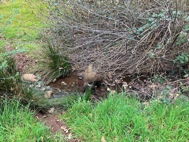 217 Craft, Paradise, CA 95969