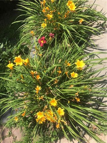 513 NE Balboa Street, Lee's Summit, MO 64063