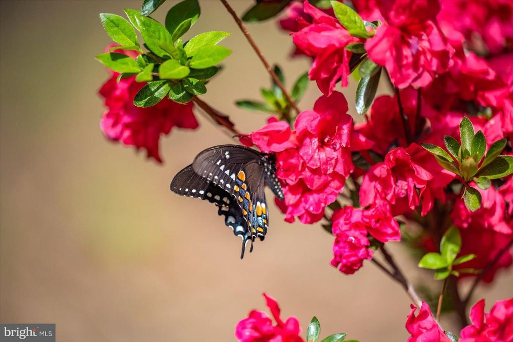 Image 75 of property listing at 3531 TALL PINES LN, Snow Hill, MD 21863