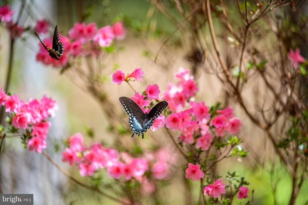 Image 78 of property listing at 3531 TALL PINES LN, Snow Hill, MD 21863