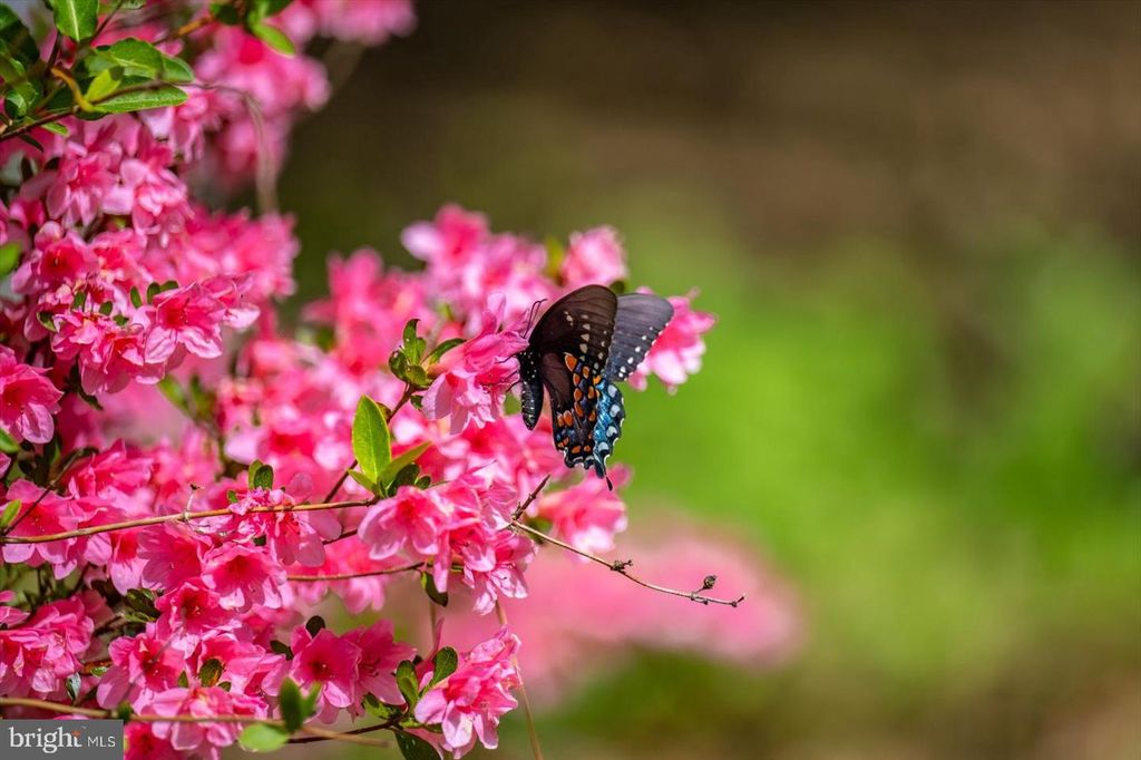 Image 79 of property listing at 3531 TALL PINES LN, Snow Hill, MD 21863