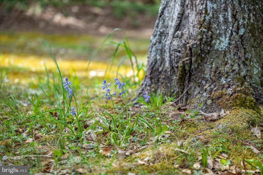 Image 81 of property listing at 3531 TALL PINES LN, Snow Hill, MD 21863