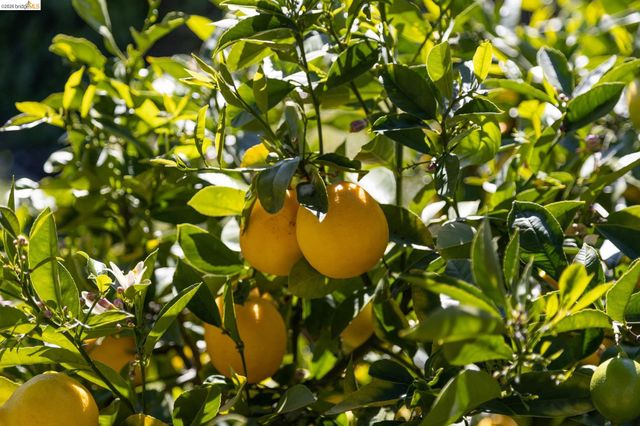 477 49Th St, Oakland, CA 94609