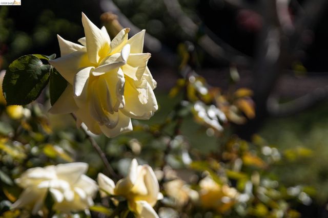 477 49Th St, Oakland, CA 94609