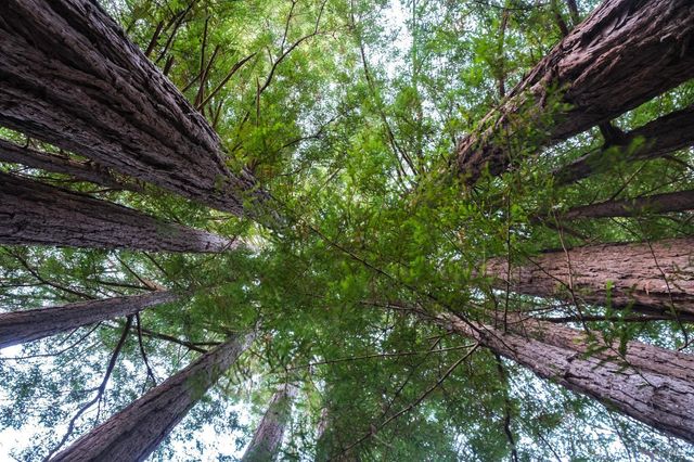 46800 Ocean View Dr, Gualala, CA 95445