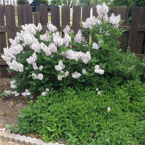 8021 Glen RD W, Norfolk, VA 23505