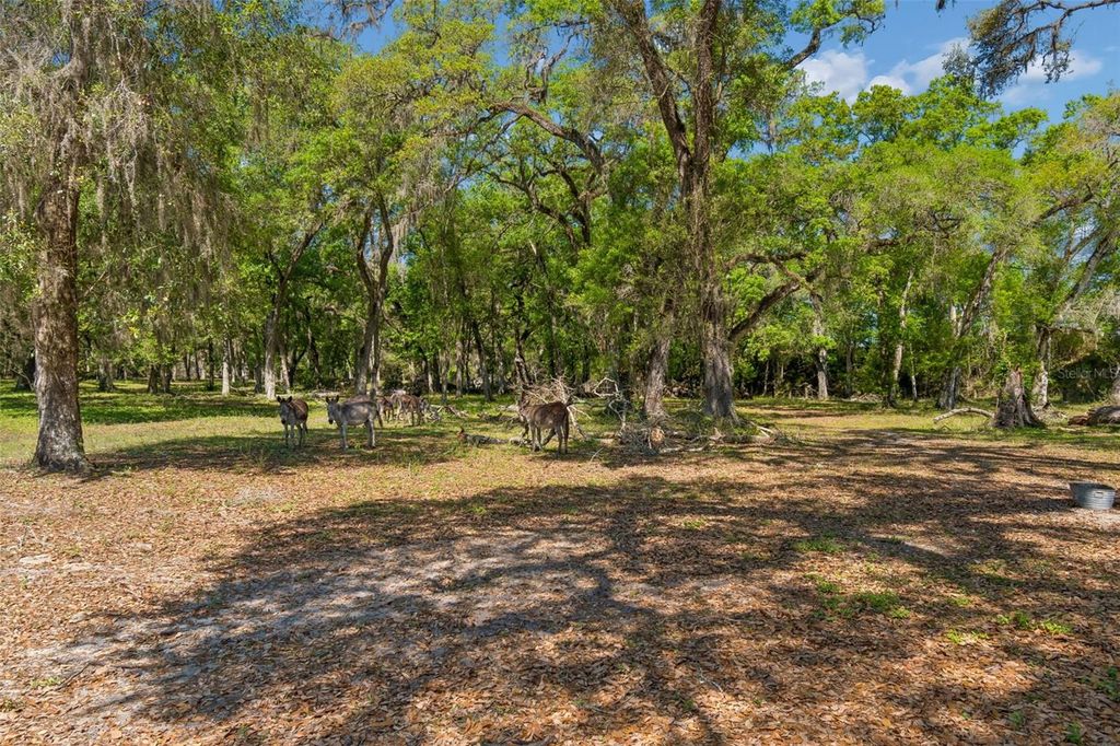 Image 83 of property listing at 4300 CR 673, Bushnell, FL 33513