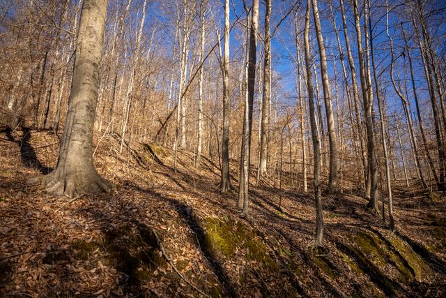 9999 North Bend Road, Stanton, KY 40380