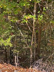 Tonto Drive, Cherokee Village, AR 72529