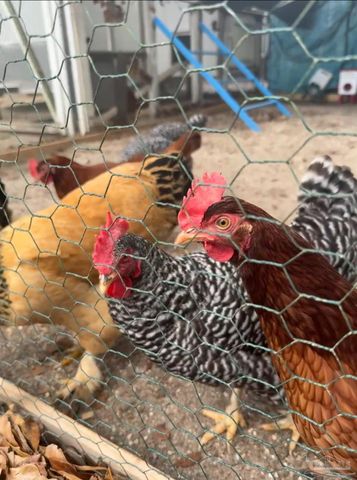 2511 W Kingsfield Dr, Cantonment, FL 32533