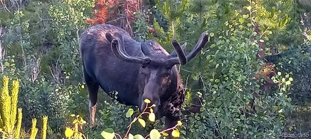 1295 GCR 49, Grand Lake, CO 80447