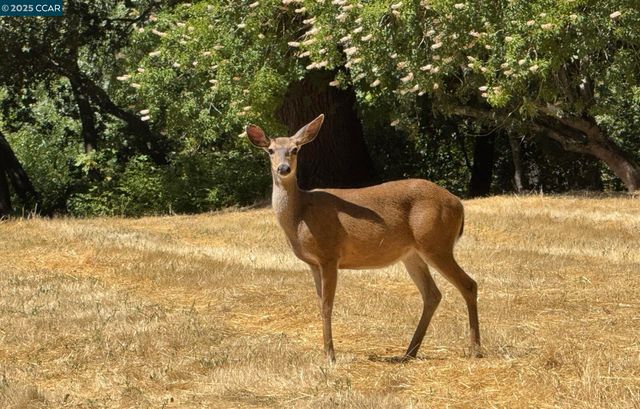 320 Deepcreek Ct, Danville, CA 94506