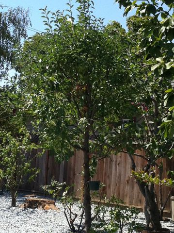 541 Madera Avenue, San Jose, CA 95112