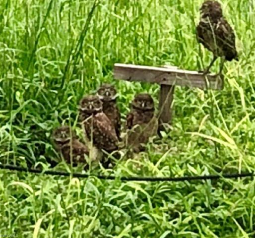 278 Bass CT, Marco Island, FL 34145