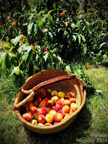 3 Taproot Trail, Barnardsville, NC 28709