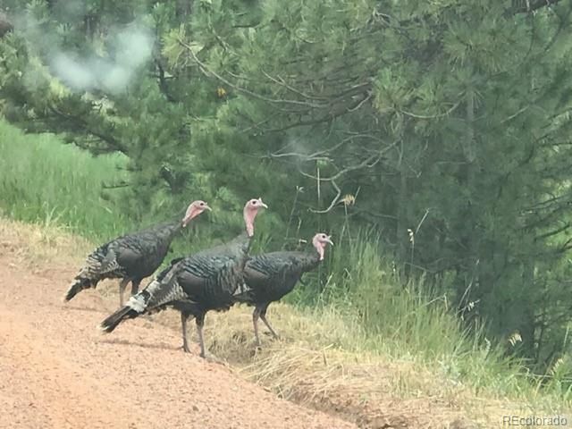 1404 Rowell Dr, Lyons, CO 80540