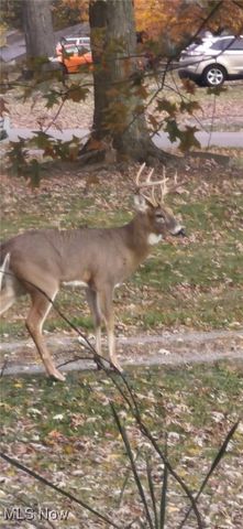 250 Laurel Street, Youngstown, OH 44505