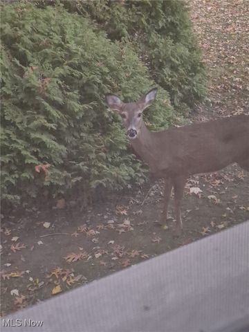 250 Laurel Street, Youngstown, OH 44505