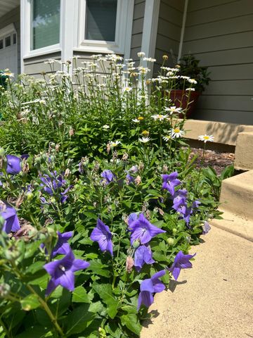 5525 Wedgewood Drive, Excelsior, MN 55331