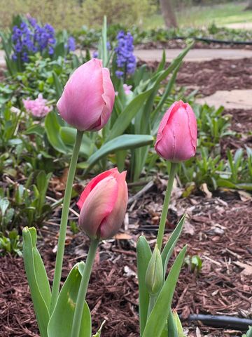 5525 Wedgewood Drive, Excelsior, MN 55331