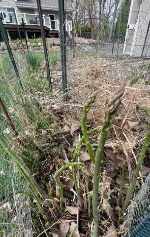 5525 Wedgewood Drive, Excelsior, MN 55331