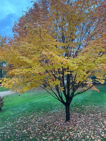 5525 Wedgewood Drive, Excelsior, MN 55331