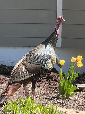 5525 Wedgewood Drive, Excelsior, MN 55331