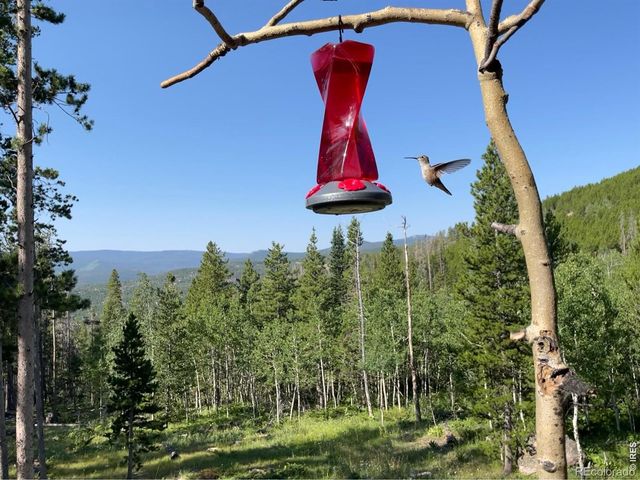 2227 Osage Trail, Red Feather Lakes, CO 80545