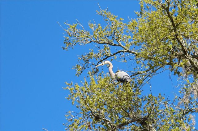 502 WILLOWLAKE COURT, Lake Mary, FL 32746