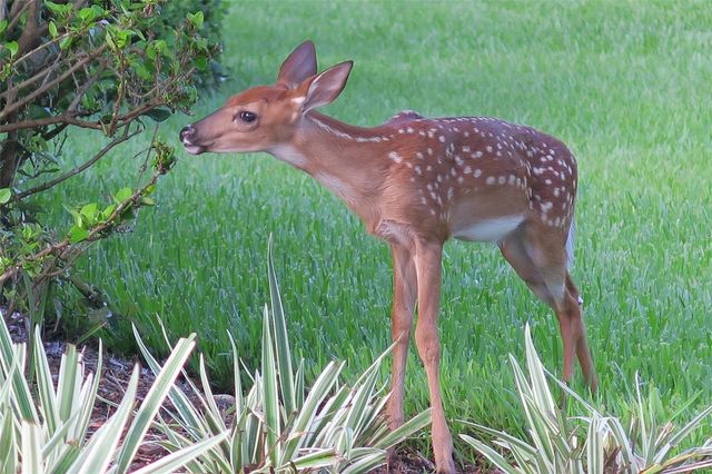 502 WILLOWLAKE COURT, Lake Mary, FL 32746