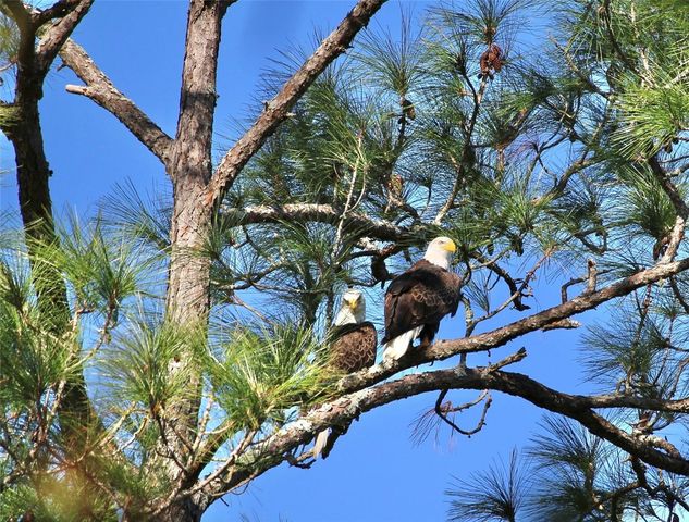 502 WILLOWLAKE COURT, Lake Mary, FL 32746