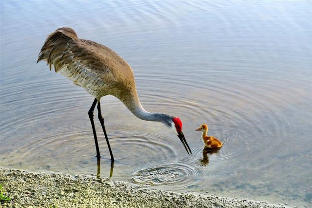 502 WILLOWLAKE COURT, Lake Mary, FL 32746