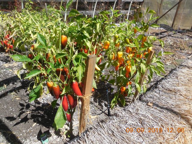 6067 Sheep Ranch Rd, Murphys, CA 95247