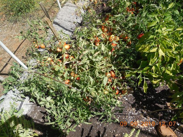 6067 Sheep Ranch Rd, Murphys, CA 95247