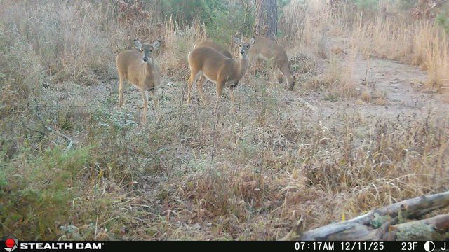 155 Polk Road 170, Mena, AR 71953