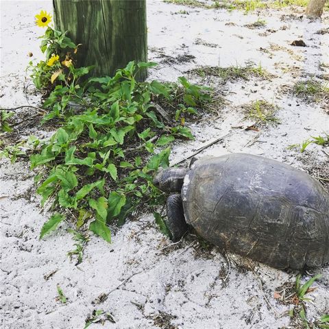 8550 LITTLE GASPARILLA ISLAND, Placida, FL 33946