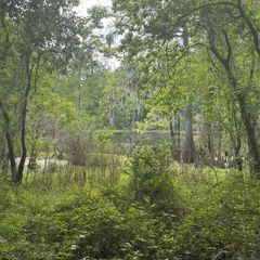 LOT-137 Amite River Rd, Baton Rouge, LA 70817