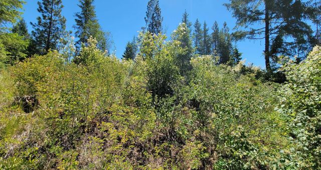 NKN Cosmos - Lots 23, 24, 27 Ln, Newport, WA 99156