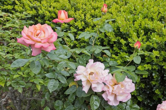 44 San Rafael Ave, Belvedere, CA 94920