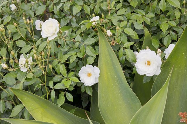 44 San Rafael Ave, Belvedere, CA 94920