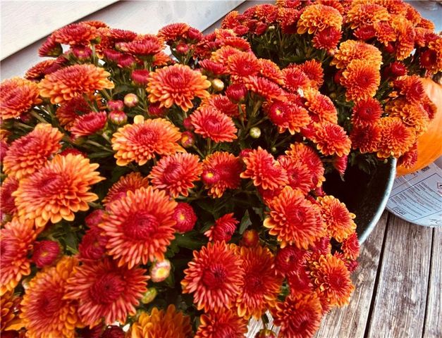 1002 S Main Street, Concordia, MO 64020