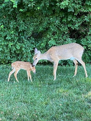 307 Monticello Place, Edwardsville, IL 62025