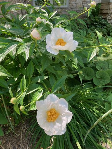 4350 River Road S, Afton, MN 55001