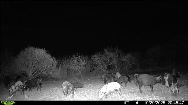 0 County Road 215- 30 acres, Mccoy, TX 78113