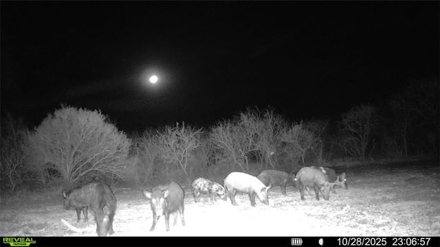 0 County Road 215- 30 acres, Mccoy, TX 78113