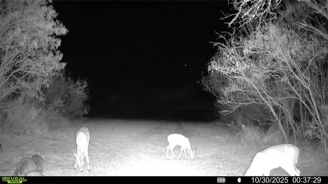 0 County Road 215- 30 acres, Mccoy, TX 78113